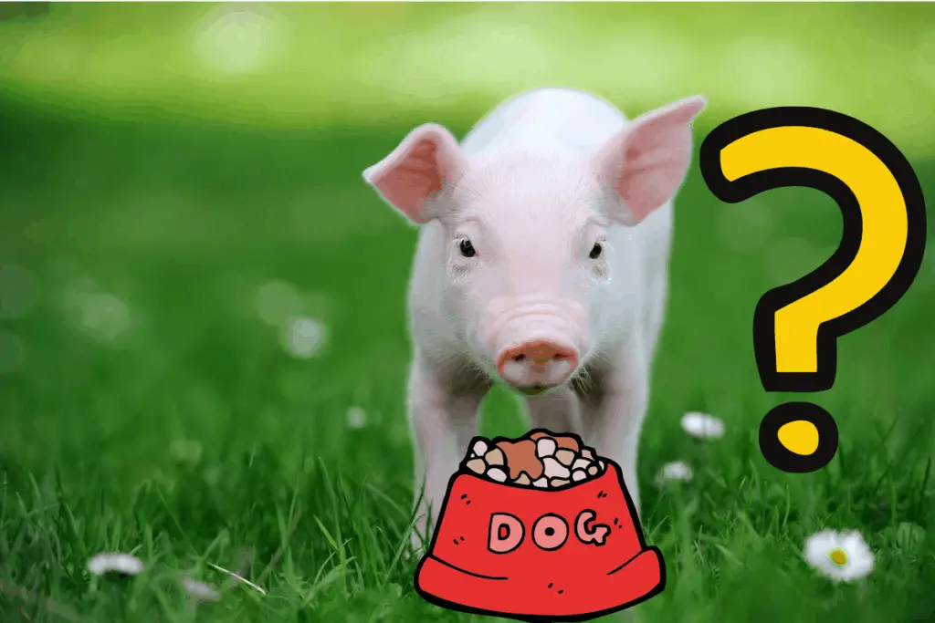 Can You Feed Dog Food To Pigs? – The Farming Guy