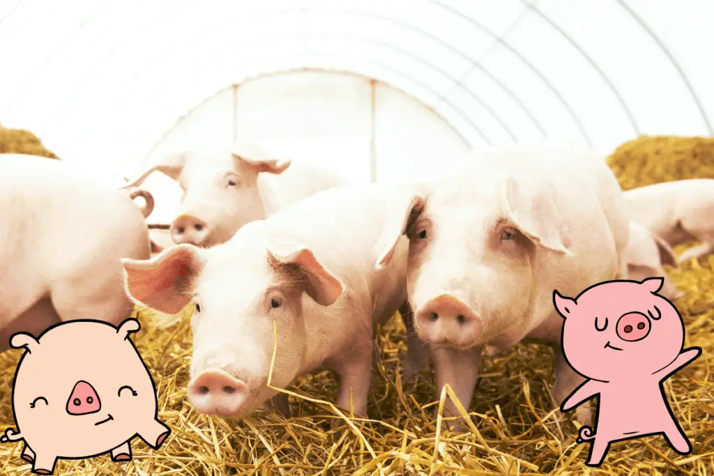 How to Tell if a Pig is Happy: 10 Signs to Look For – The Farming Guy