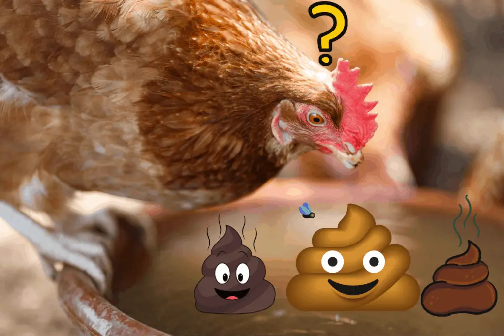 How To Stop Chickens From Pooping In Their Water 