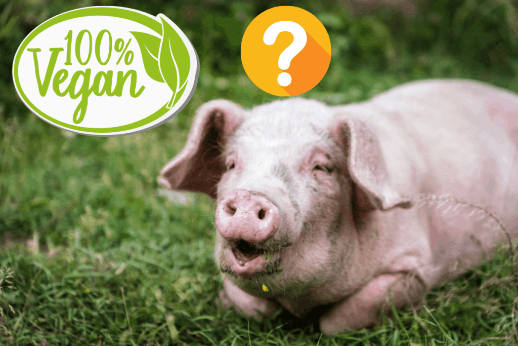 Can Pigs be Healthy on a Vegan Diet? The Farming Guy