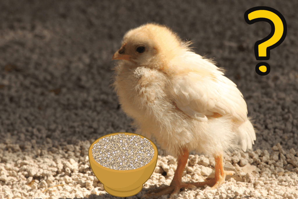 Why Baby Chickens Need Grit (and How to Provide It) The Farming Guy