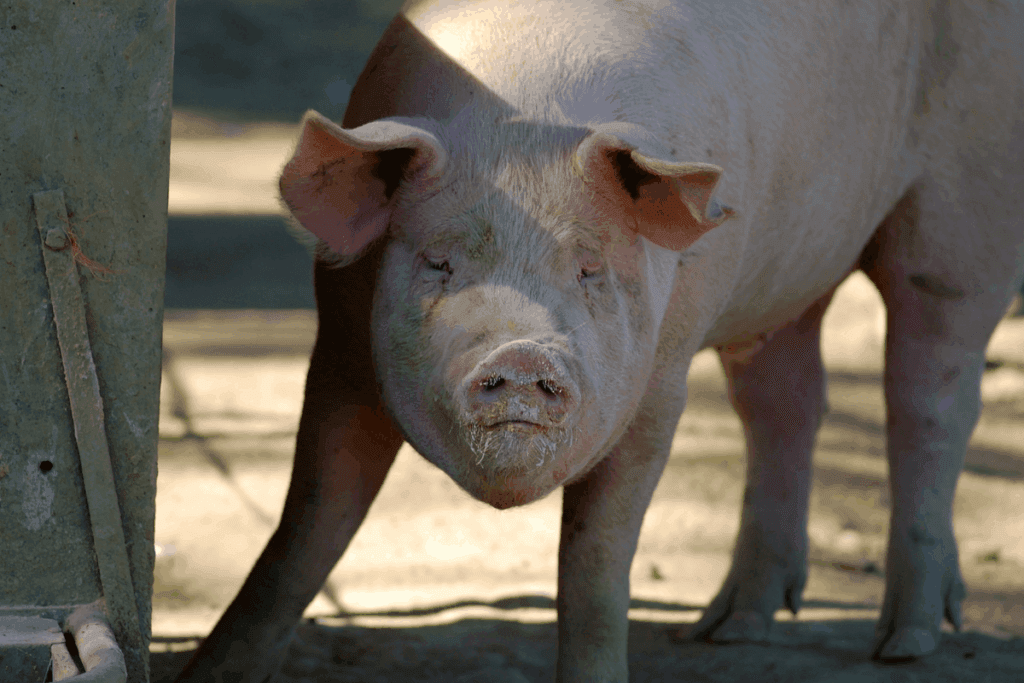 Is It Dangerous To Raise Pigs? What You Need To Know The Farming Guy