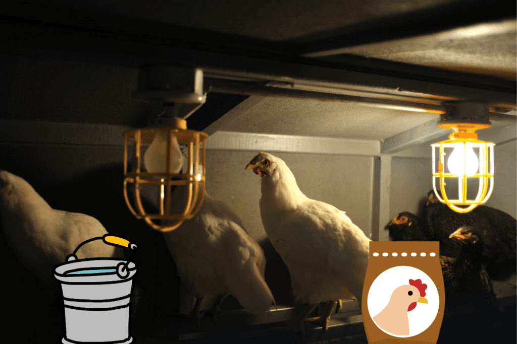 Do Chickens Need Food and Water At Night? The Farming Guy