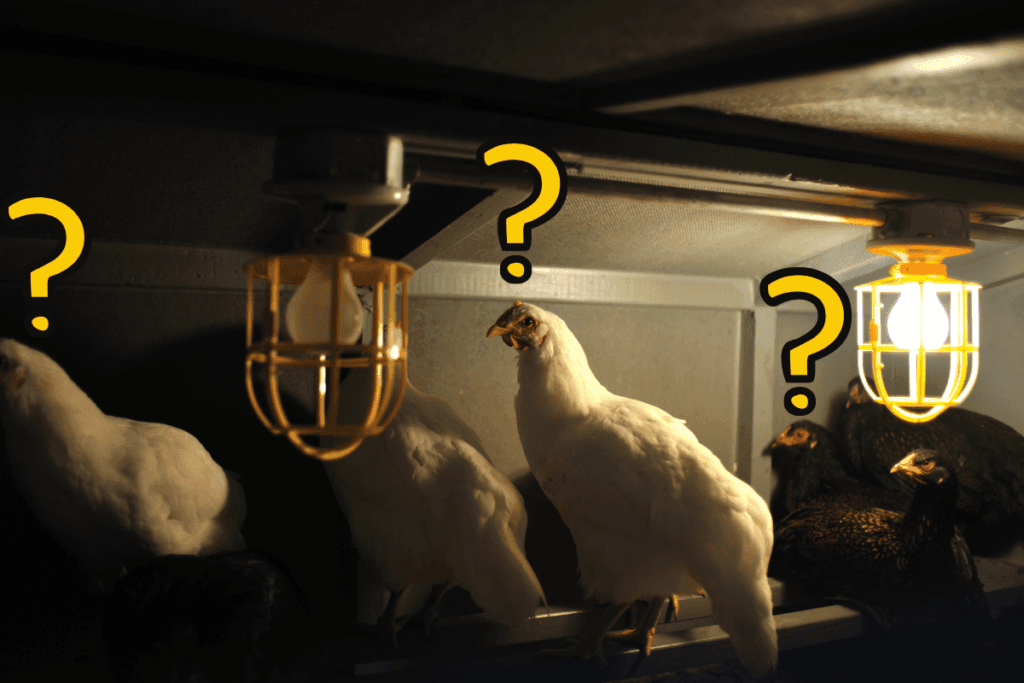 Do Chickens Need Light at Night? The Farming Guy