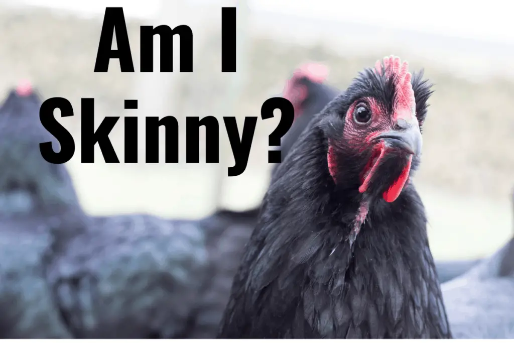 What To Do If Your Chickens Are Skinny? – The Farming Guy