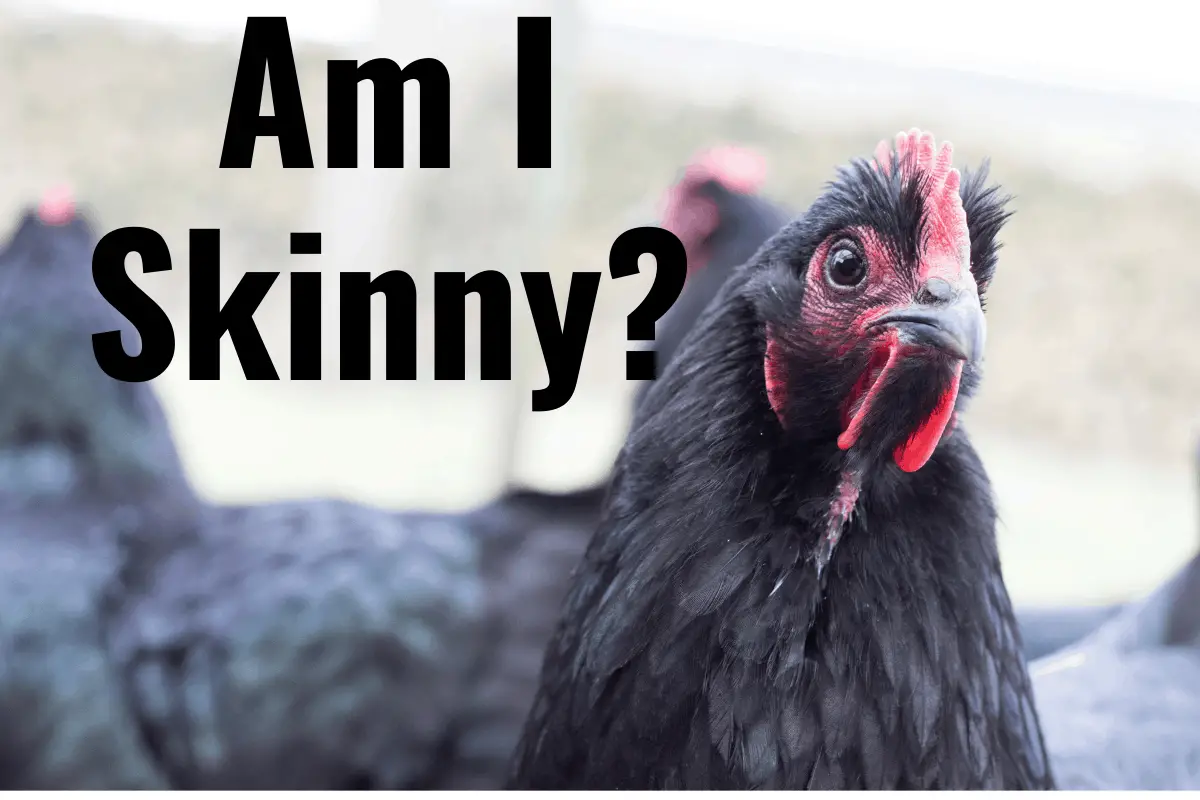 What To Do If Your Chickens Are Skinny?