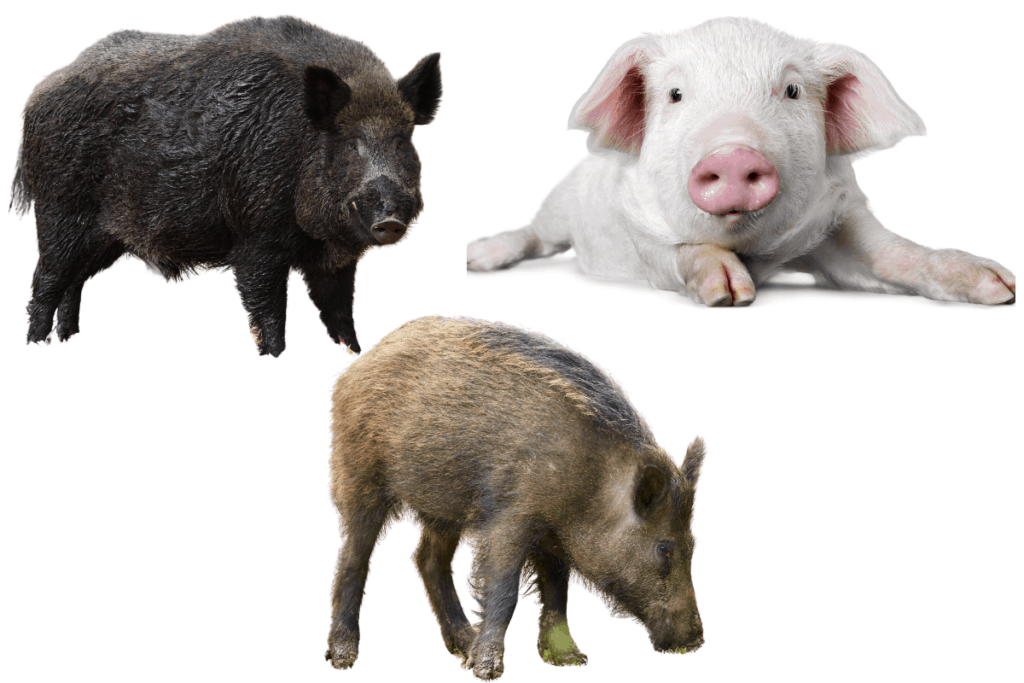 pigs-hogs-and-boars-what-s-the-difference-the-farming-guy