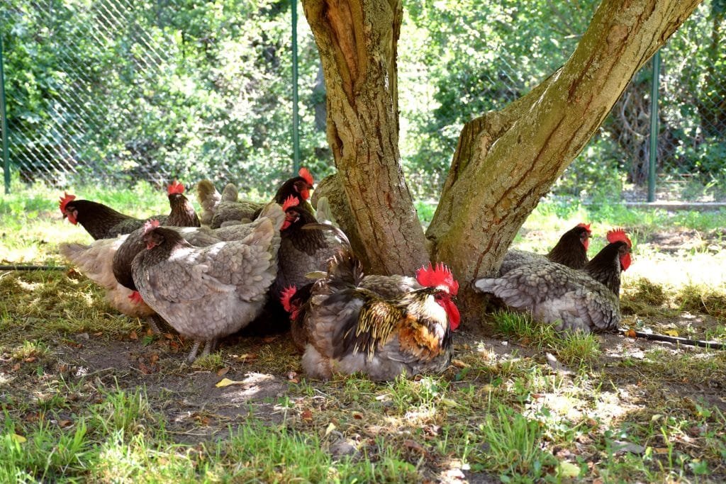 Rooster and chickens (biblue) resting under an apple tree on a hot day.