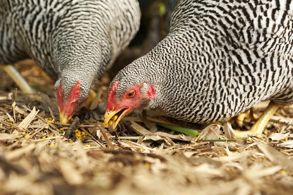 two chickens eating 