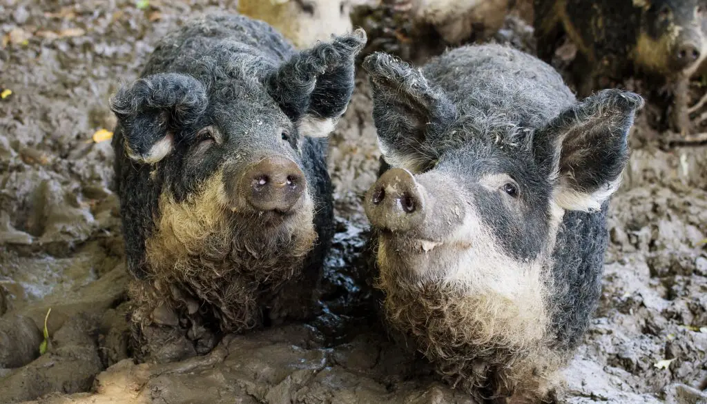 pigs-in-mud