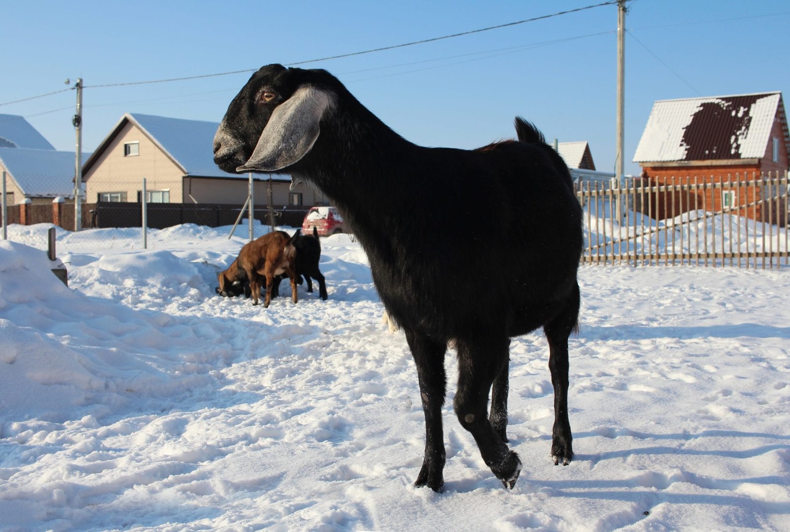 Do Goats Need Heat In The Winter? Tips to Keep them Healthy The