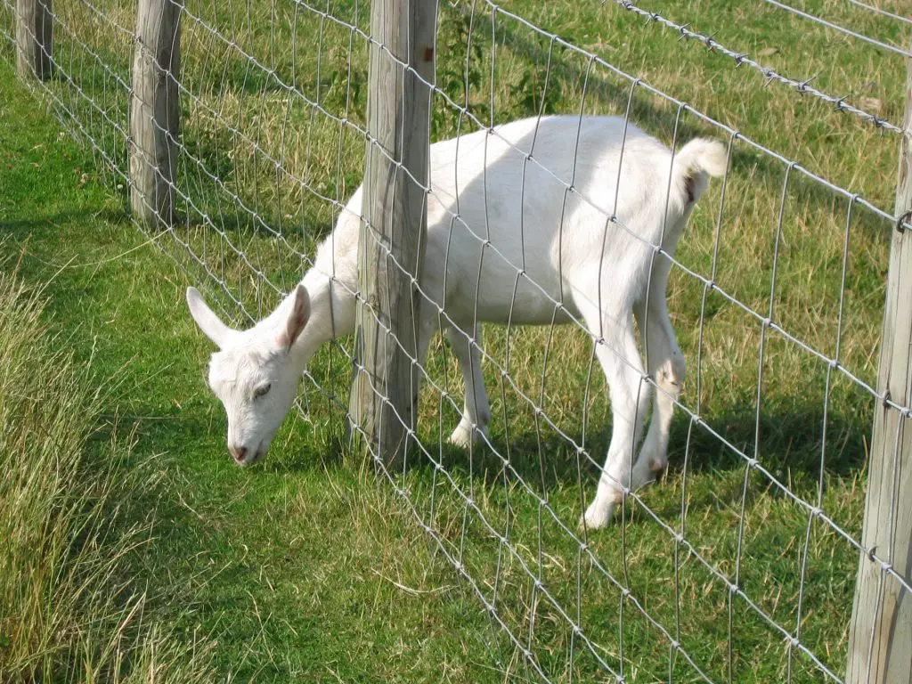 Young Goat reaching through fence for greener grass