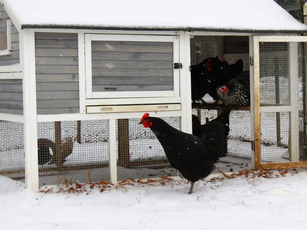 Chickens roost under the protection of a cozy coop. One black hen would rather venture through the snow.