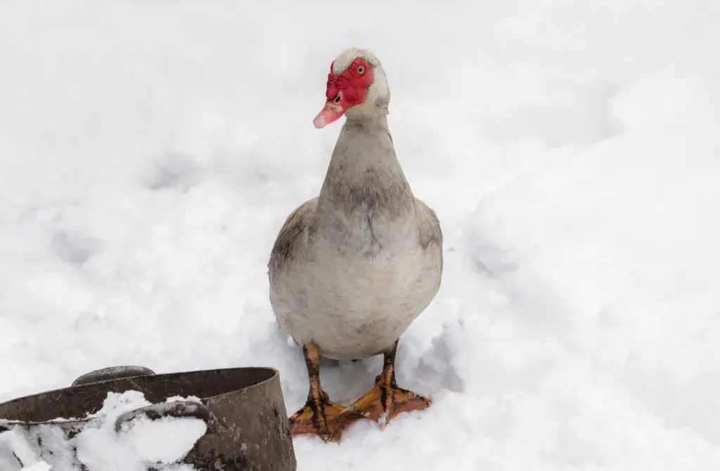 muscovy duck not used to cold temperatures and snowy winter