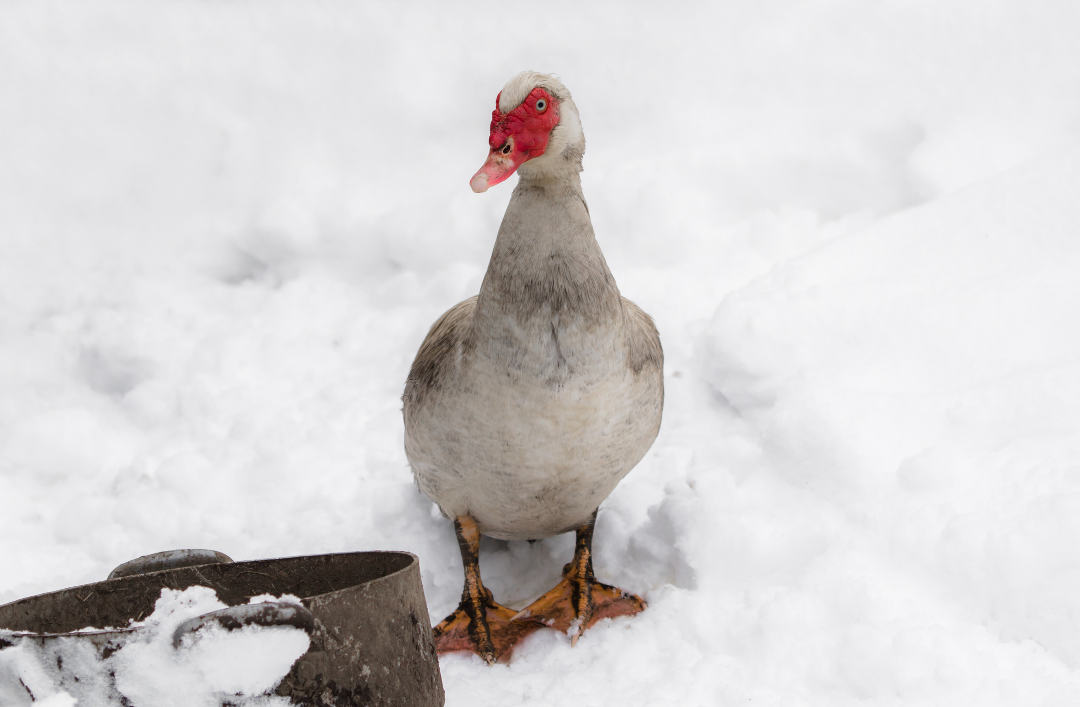 What To Feed Ducks In The Winter?