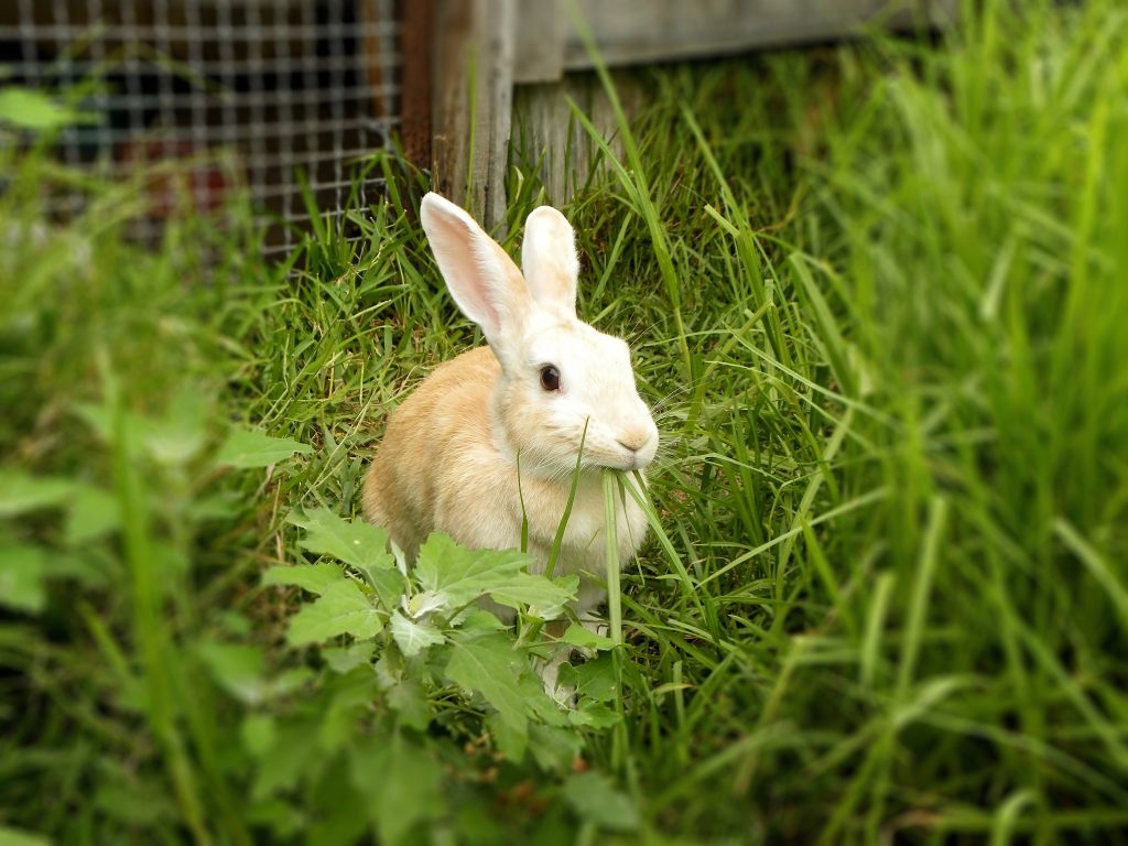 A close-up view of a ginger rabbit eating grass in its pen.