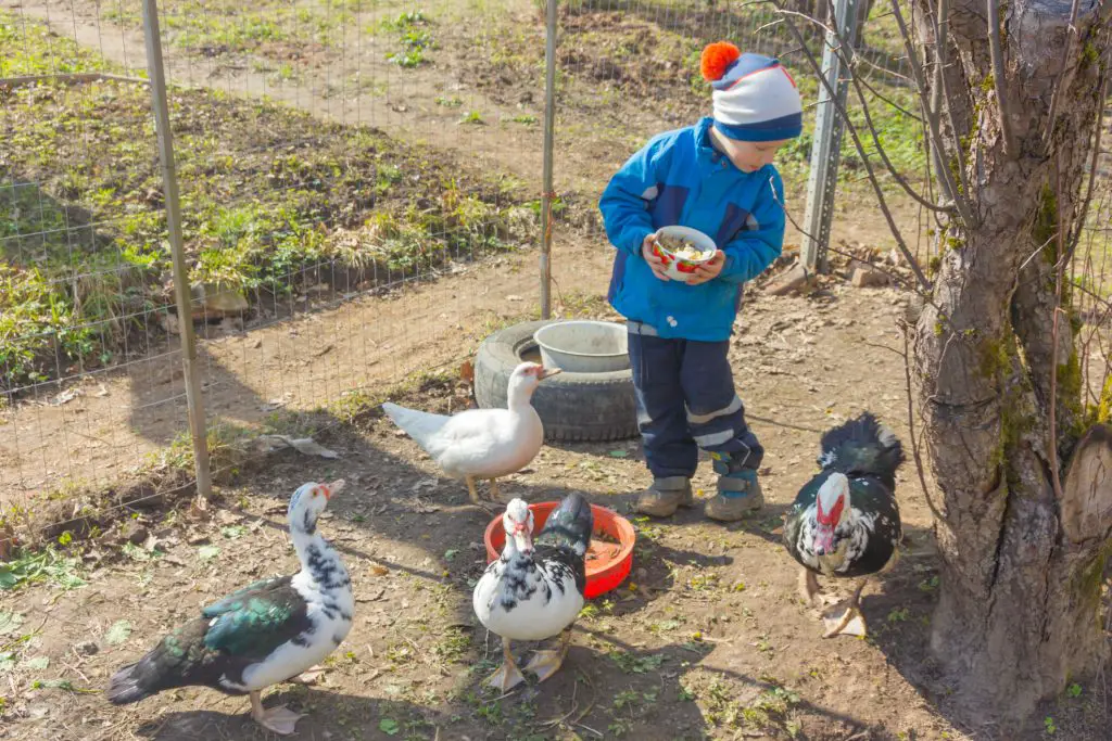 The boy feeds the ducks. Spring, Child on a duck farm.feeding the ducks.