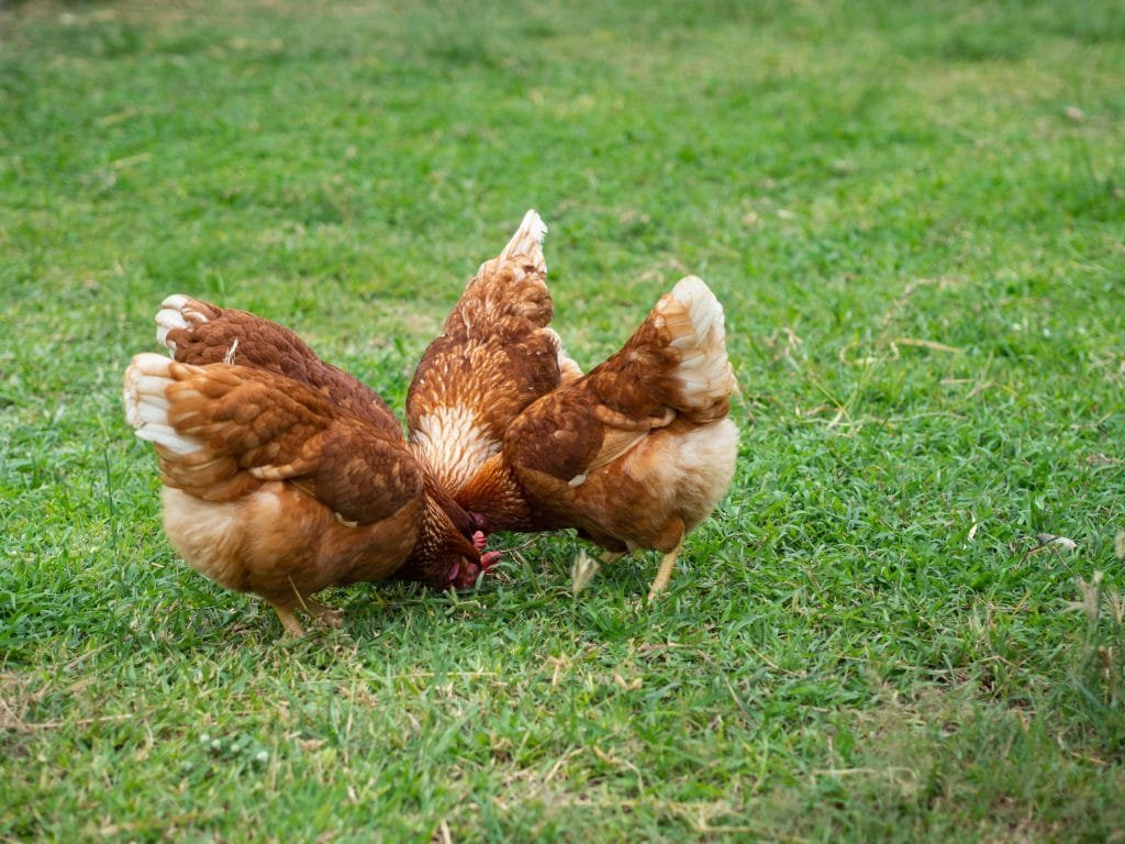 Brown chicken eating food on the grass floor.