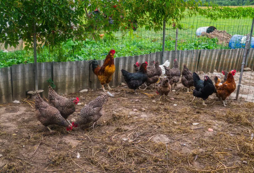 Live homemade chickens on the backyard in the village.