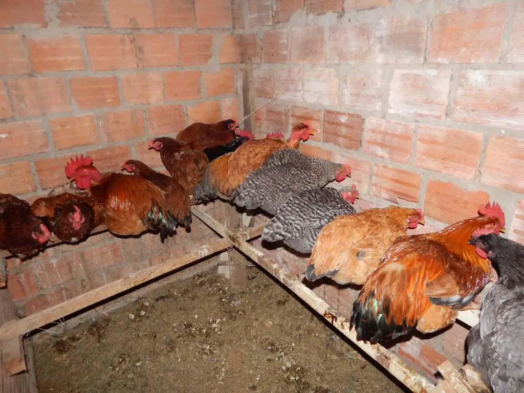 Hens sleeping on the perch. The scene shows several hens and rooster sleeping on their perch, are of various types and are inside the chicken coop.