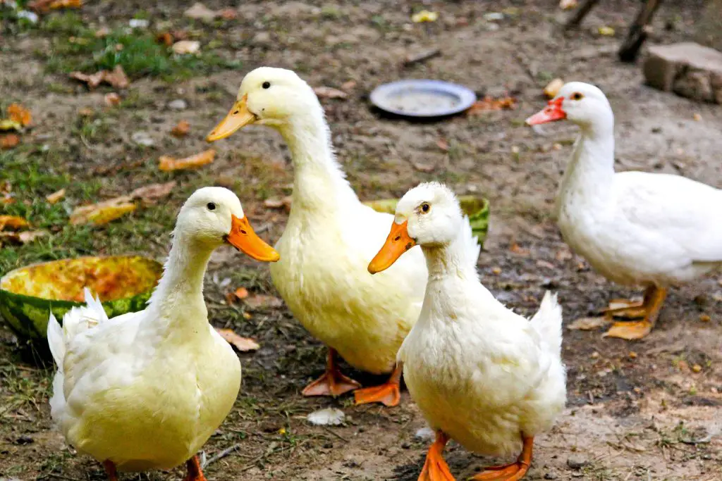 Ducks strolling in a domestic courtyard environment