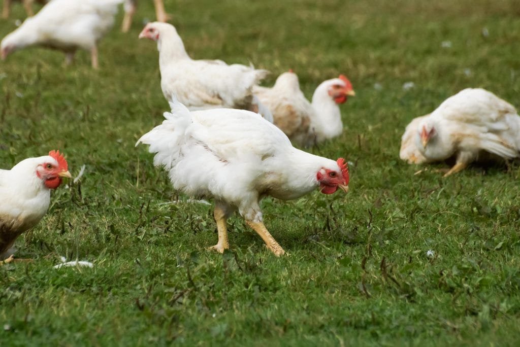 Organic free range chickens being allowed to live a more natural life in the outdoors