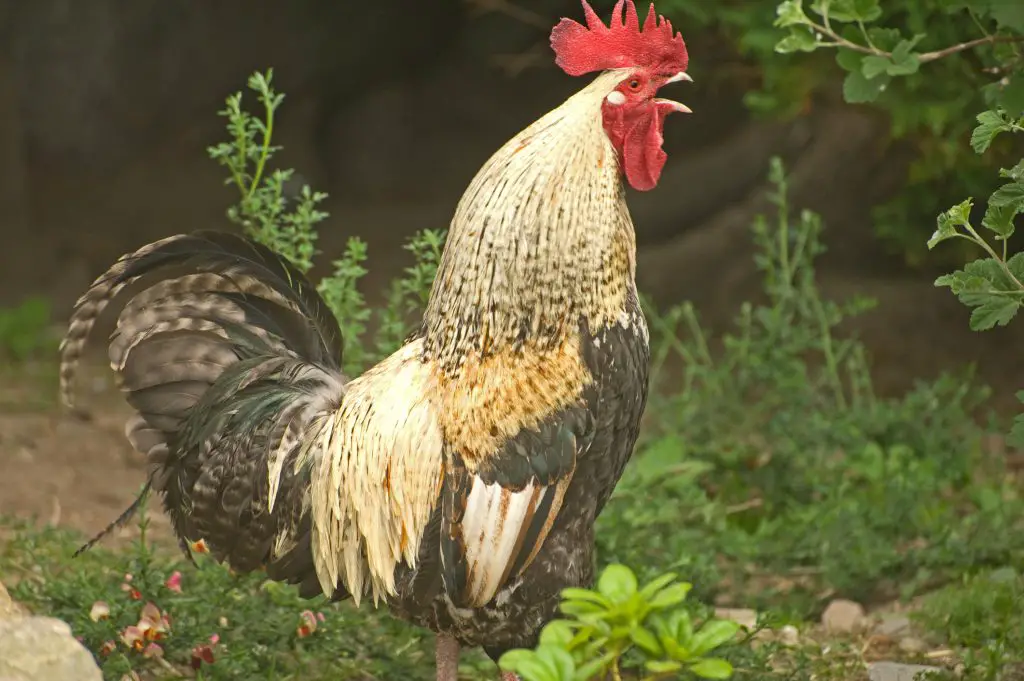 An image of a rooster on a small farm crowing : calling to the hens.