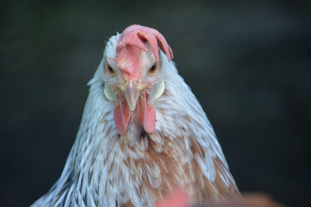 A face on view of a very grumpy chicken