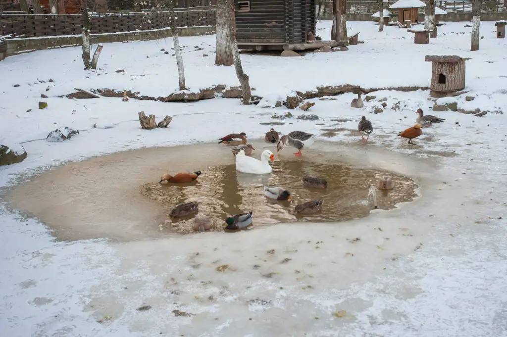 Ducks on a frozen pond in winter with a fountain to keep the ice away