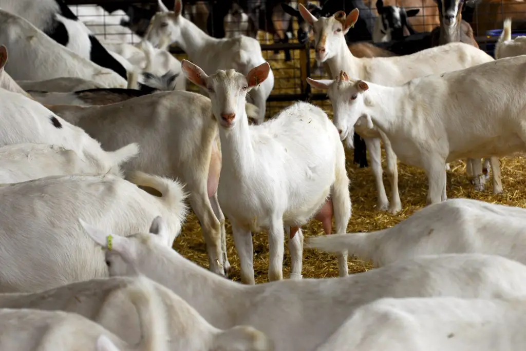 Herd of dairy goat in a barn