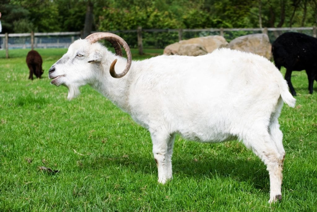 A horizontal image of an angora goat standing in a field with other animals in the background