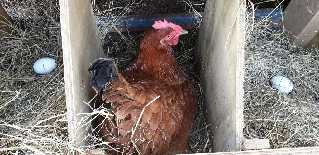 Layer hen in a nesting box in a chicken coop. She is laying an egg in the middle box with eggs in the other boxes.