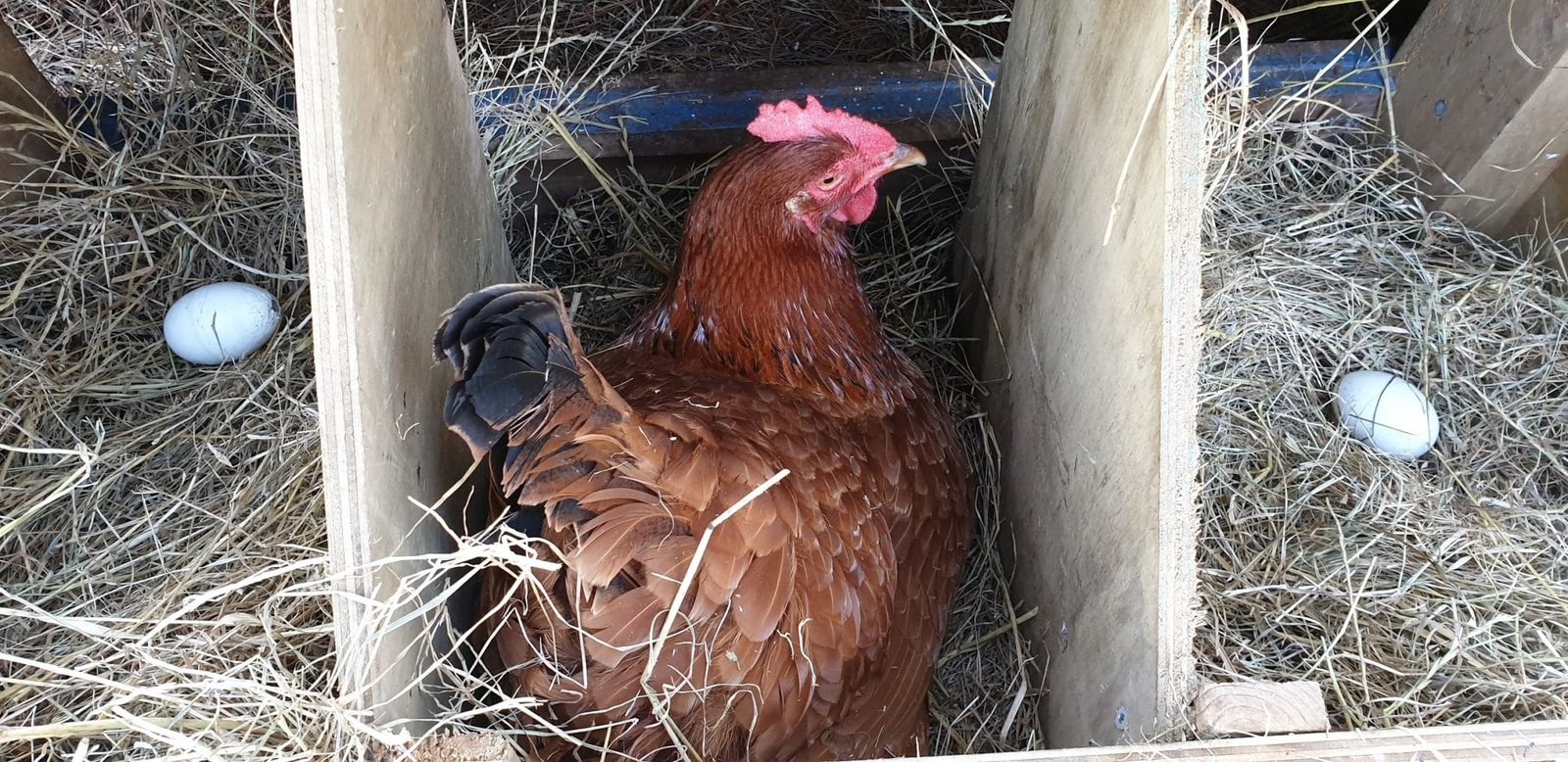 How Often Should I Collect Chicken Eggs The Farming Guy How Often Should I Collect Chicken Eggs The Farming Guy