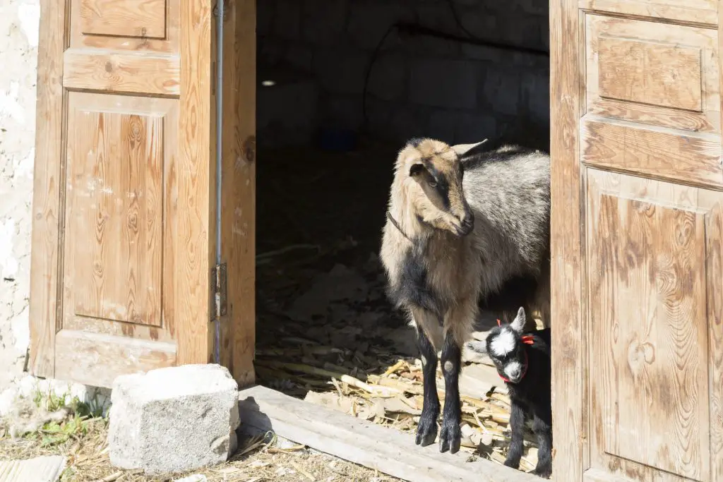 She-goat and kid in the shed. The wooden door and the limestone wall