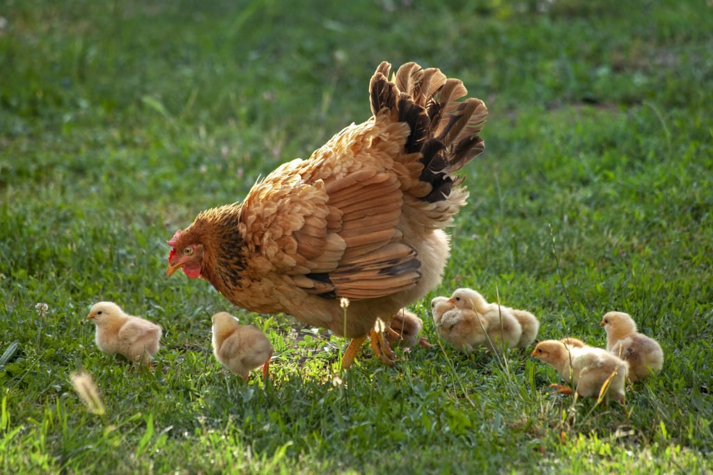 Hen and chickens poultry in a rural yard