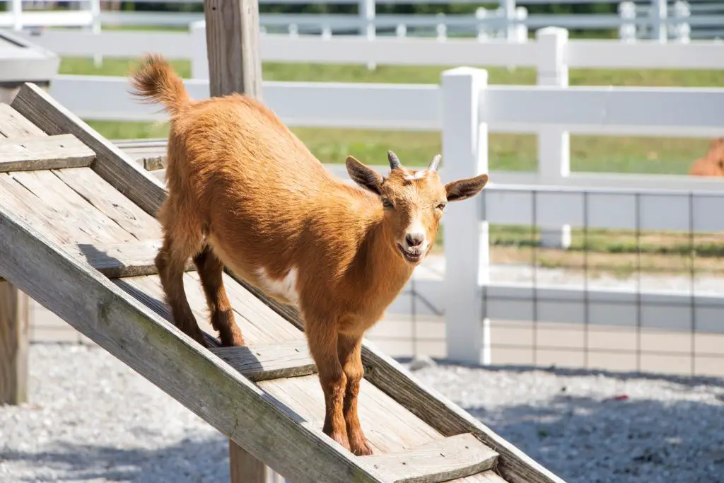 Cute young tan goat in pen standing on a wooden ramp