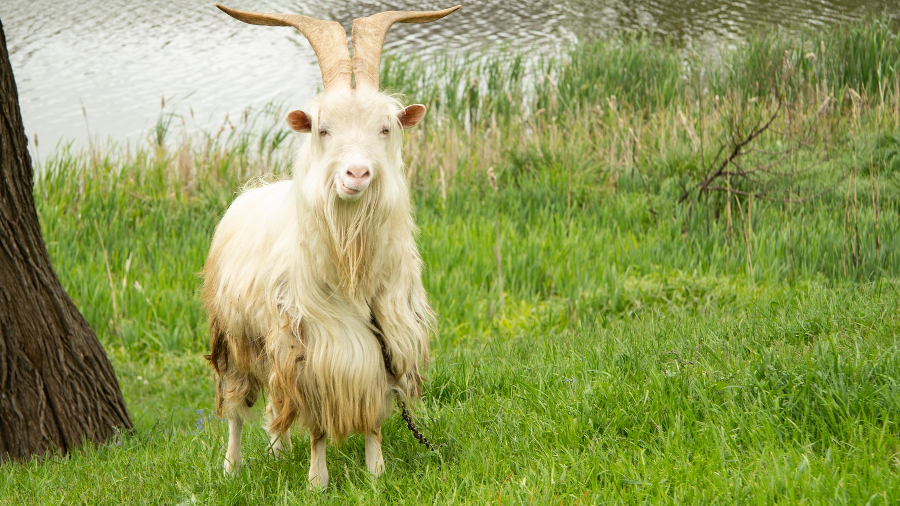 Dirty matted long haired goat with horns