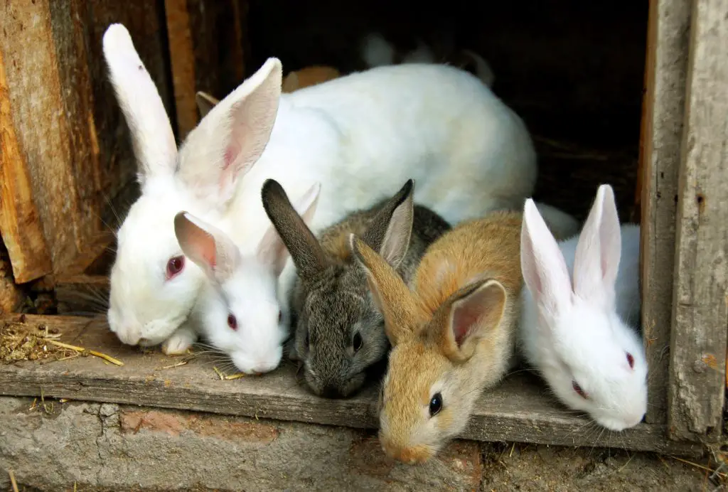 Five sweet bunny rabbits family