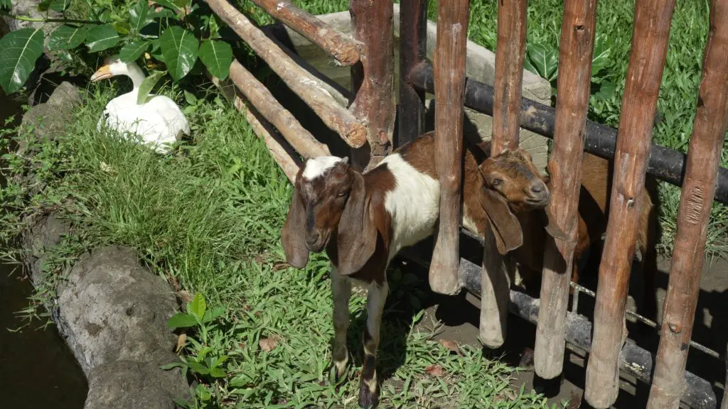 Cute little goats trying to get through the wooden fence and a goose under a green bush on a farm. Domestic animals waiting for food. Adorable baby goat popping out of the fold. Idyllic country life.