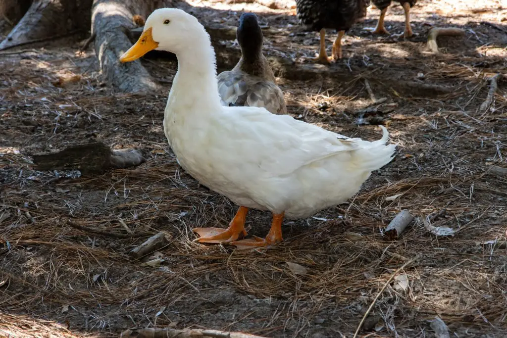 Male American Pekin duck with other farm animals