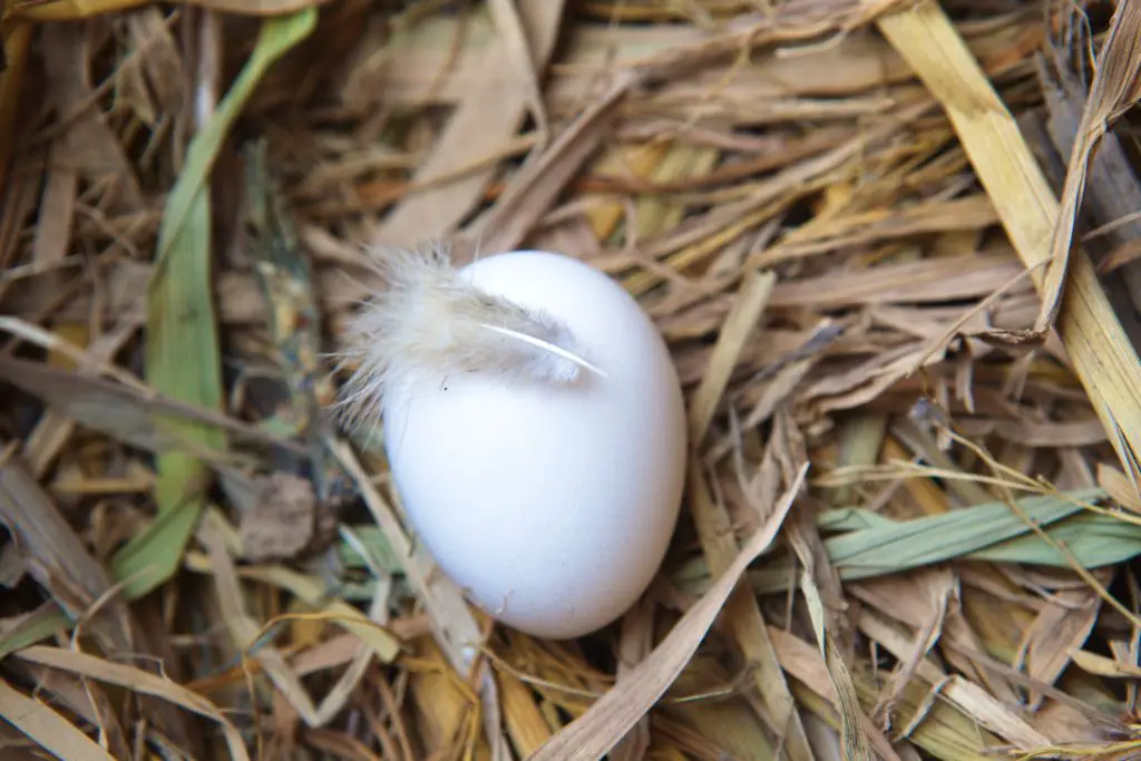 Egg in straw nest with a feather