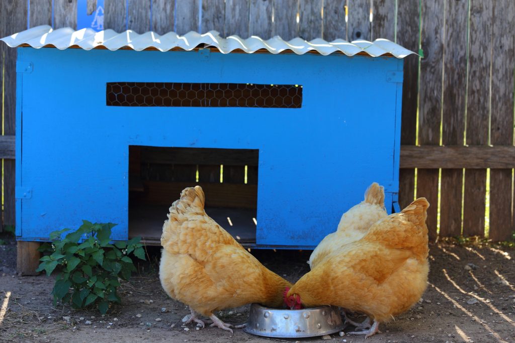 A blue chicken coop with three chickens eating out of a bowl