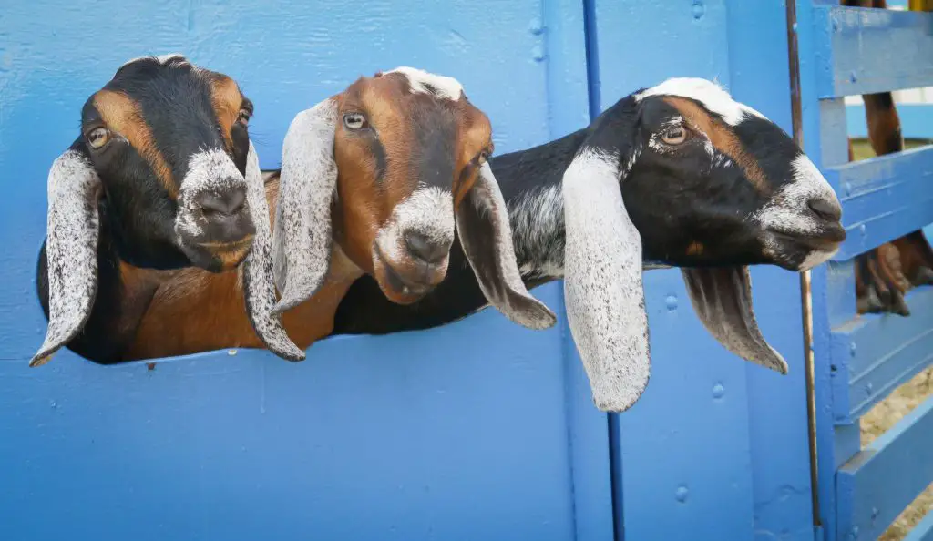 Three goats sticking their heads out of a corral