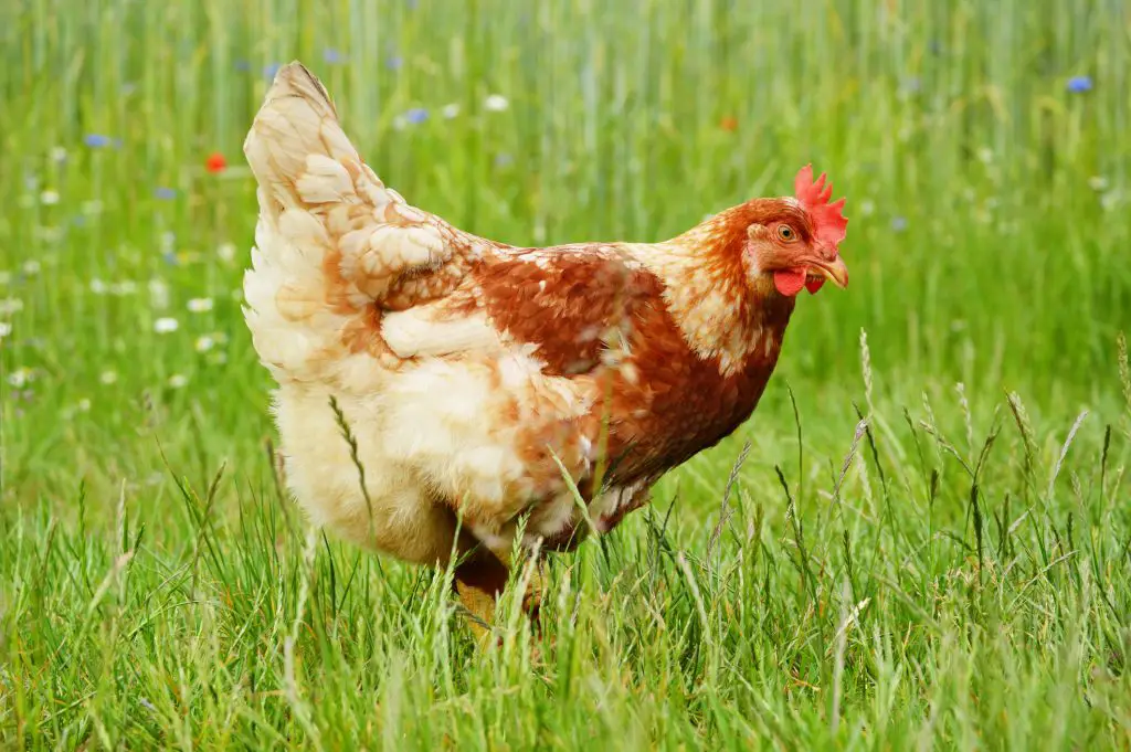 Brown chicken in grass. Domestic animal
