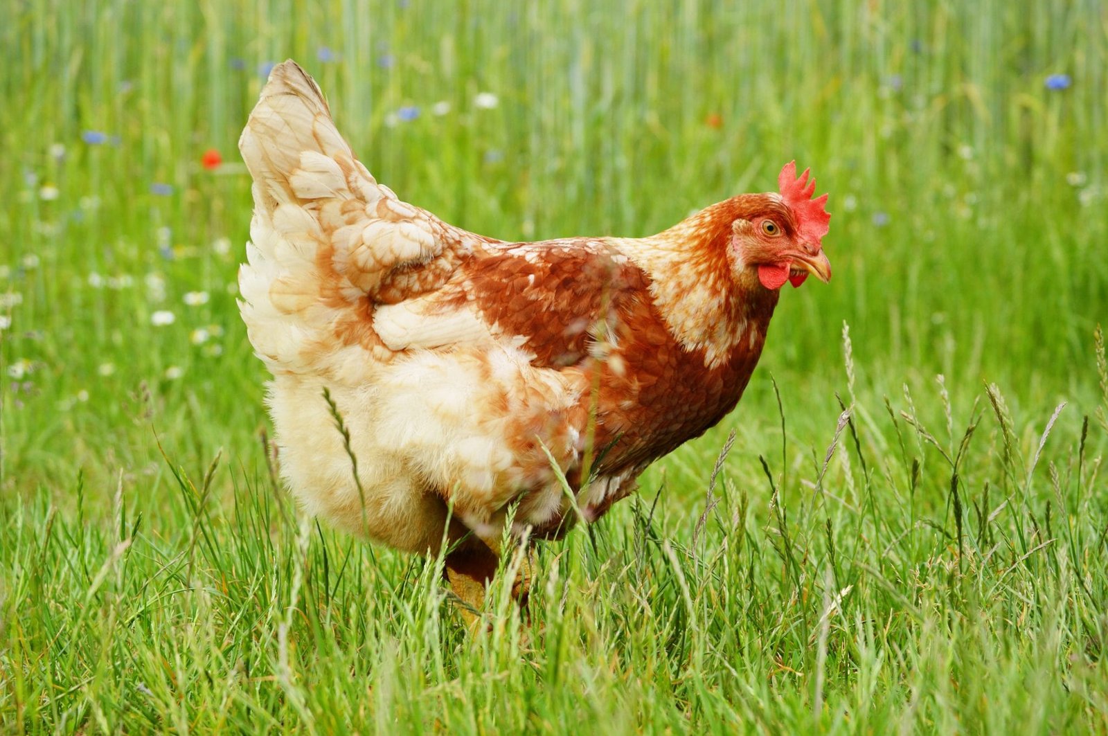 Can Chickens Live On Just Grass? The Farming Guy