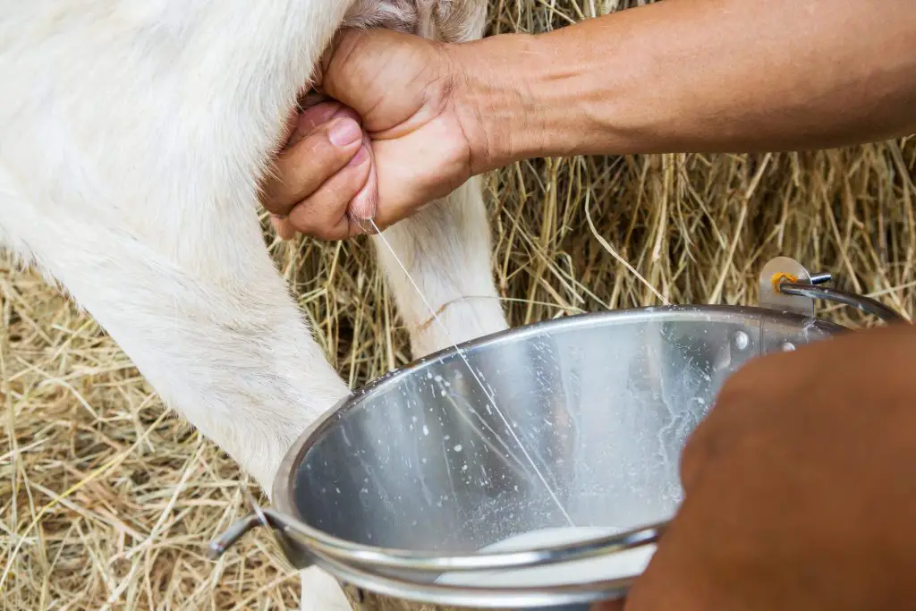 Close up goat milking on a farm