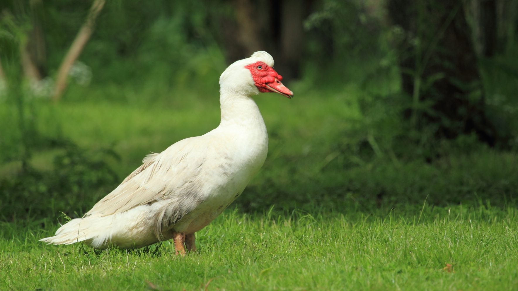The domestic muscovy duck standing in the grass.