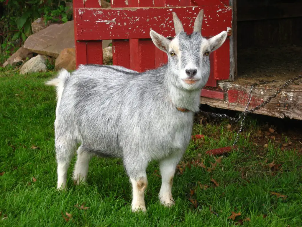A pygmy goat standing outside its shelter.