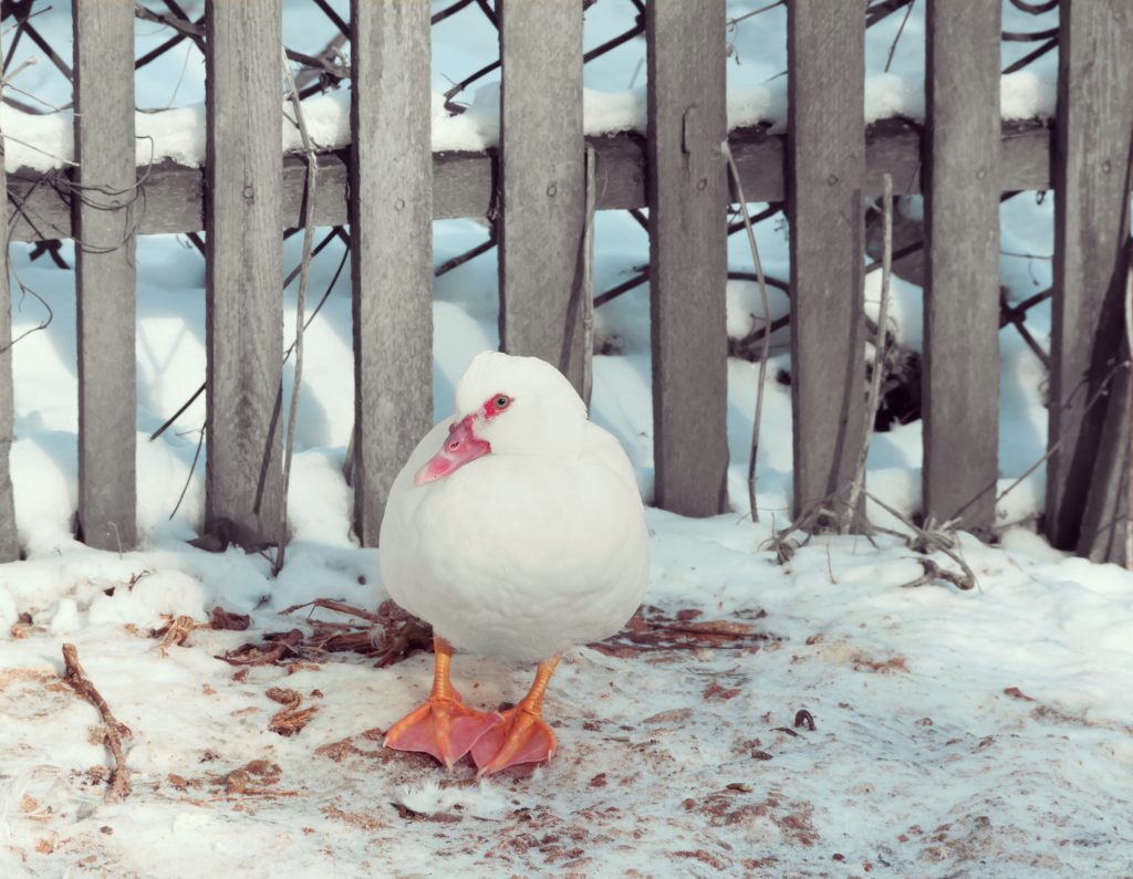 White duck on a background of wooden fence in winter