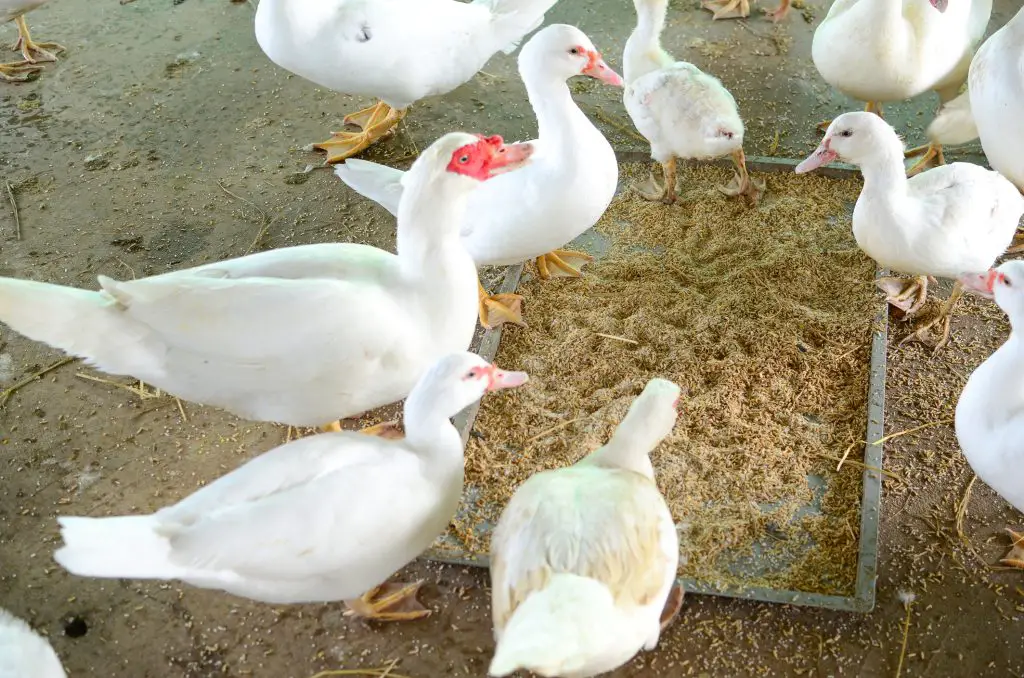 Feeding the ducks on farmland